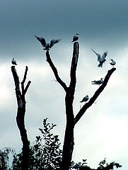 photo "Peace"