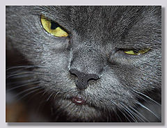 photo "Animal...."