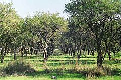 фото "Pardes Hod Hasharon"