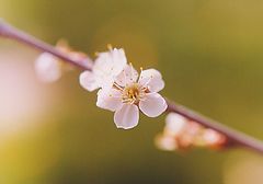 photo "Flower of cherry"