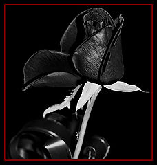 photo "Blak Rose"