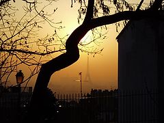 фото "Tree and Eiffel Tower"
