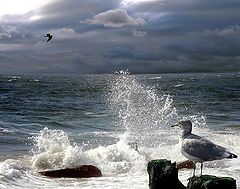 photo "Waiting by the Sea"