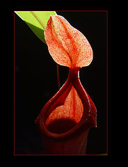 фото "ero-flora... ;)"