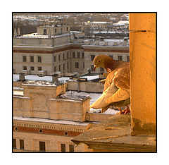 photo "Don`t see it."
