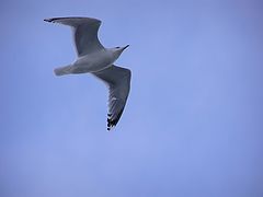 фото "Flyer"