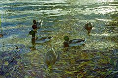 фото "Ducks"
