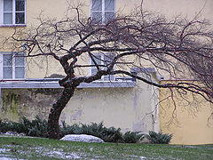 photo "Christmas tree"