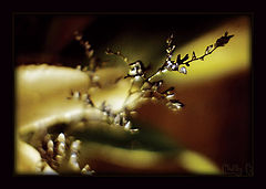 photo "Almost a fur-tree..Almost in needles.."