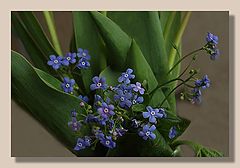 photo "Forget-me-not..."