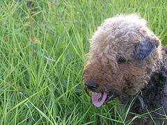 photo "And the grass, a grass dreams us..."