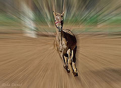 photo "Unleashed"