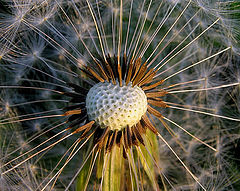 photo "Evening dandelion"
