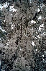 photo "Winter ornaments ..."
