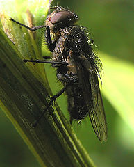 photo "The fly in dew"