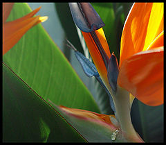 фото "...про каплю"