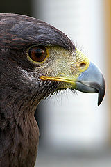 photo "Harris eagle"