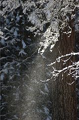 фото "shower of wishes"
