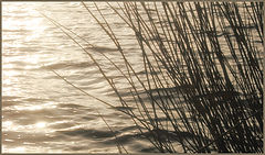 фото "Un Peu de Soleil"