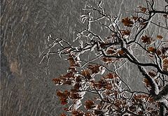 фото "weathering resilience"