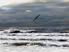 photo "Oceanand the lone Seagull"
