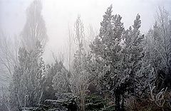 photo "Foggy and moisty winter day"