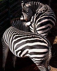 фото "Zebras"