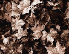 photo "Tardor"
