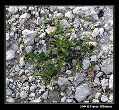 photo "Grass and stones"