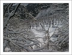 photo "Going Through The Winter"