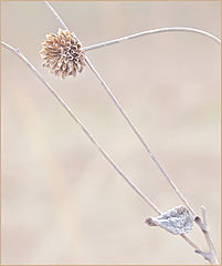 photo "Winters Small Offerings"
