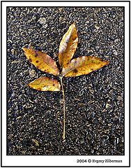 photo "Leafs"