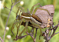 photo "The butterfly and spider"
