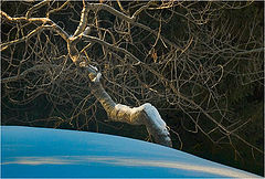 фото "Blue Snow"