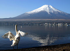 photo "Bird Enjoying View"