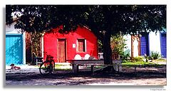 photo "True Colors"