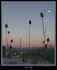 фото "Moon thistles"