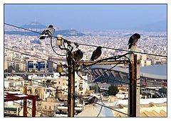 photo "Athens - bird`s nest view."