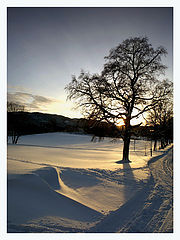 photo "Winter etude II on Dragvoll"