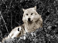photo "Wolf"