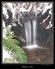 фото "falling for a fern"