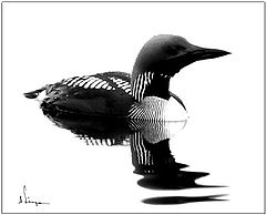 фото "reflection"
