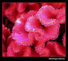 photo "Red"