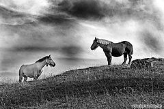 photo "Meeting of Contrasts"