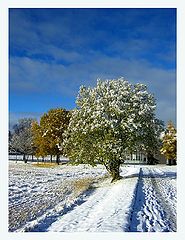 photo "First snow on Dragvoll"