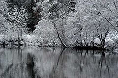 фото "silent in white"
