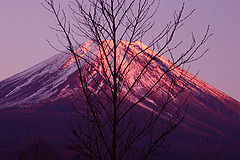photo "Purple Fuji"