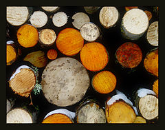 фото "microcosm"