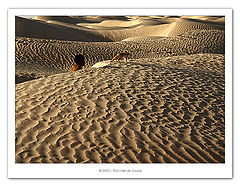 photo "sahara"