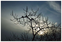 photo "The Birds At The Sunrise"